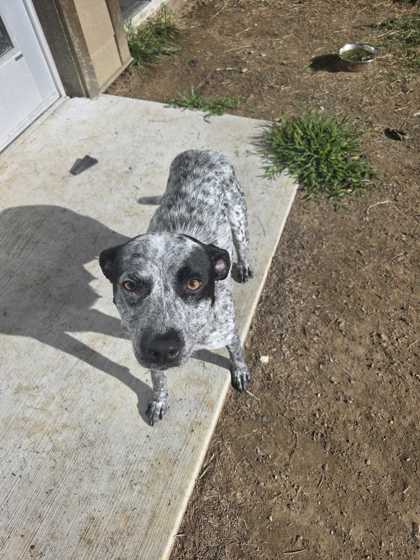 ANASTASIA - Australian Kelpie / Mix available for adoption
