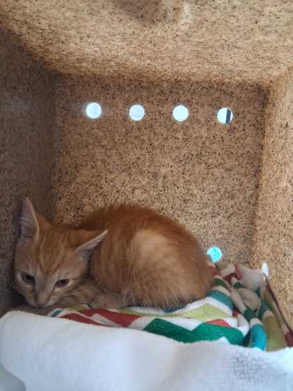 MONSTER - Domestic Shorthair / Mix available for adoption