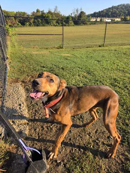 GINGER - German Shepherd / Mix available for adoption