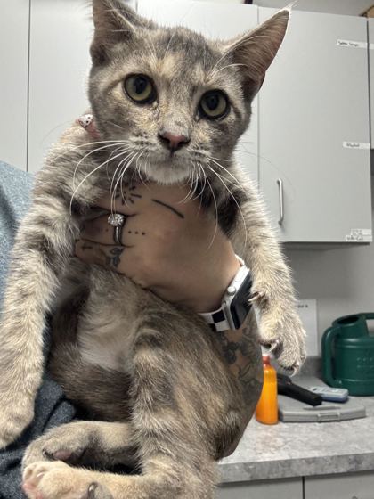 REAPER - Domestic Shorthair / Mix available for adoption