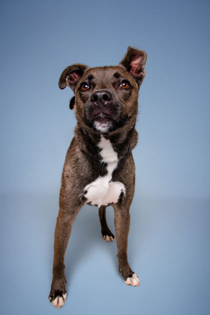 BONZAI - Labrador Retriever / Mix available for adoption