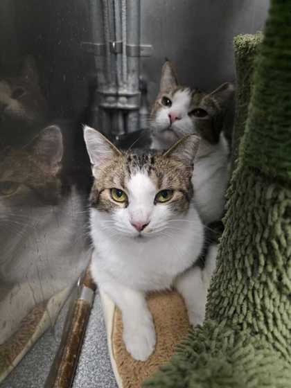 RASCAL - Domestic Shorthair / Mix available for adoption