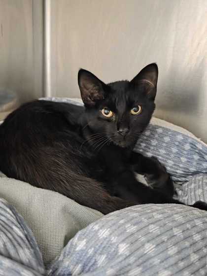 ADRIAN - Domestic Shorthair / Mix available for adoption