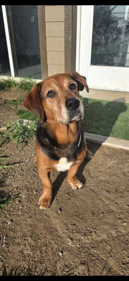 LOGAN - Basset Hound / Mix available for adoption