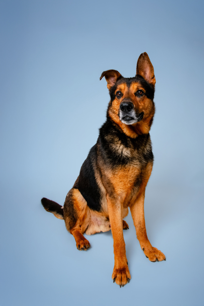 MIGHTY MOE - German Shepherd / Mix available for adoption