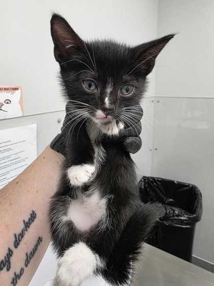 BATT - Domestic Shorthair / Mix available for adoption
