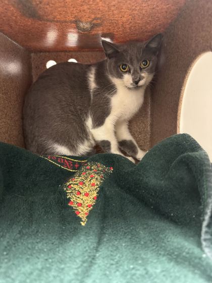 QUEEN APPALACHIA - Domestic Shorthair / Mix available for adoption