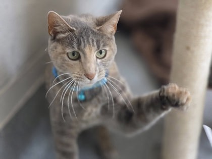 PEARLY GIRLY - Domestic Shorthair / Mix available for adoption