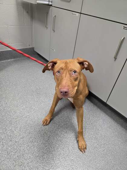JUNE BUG - American Staffordshire Terrier / Mix available for adoption