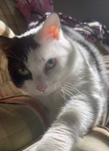 MAGIC - Domestic Shorthair / Mix available for adoption