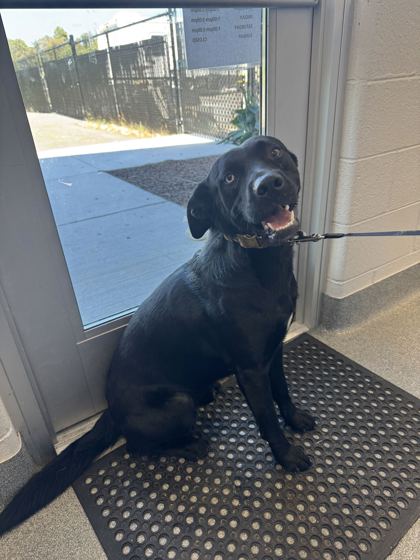 BEAN - Labrador Retriever / Mix available for adoption