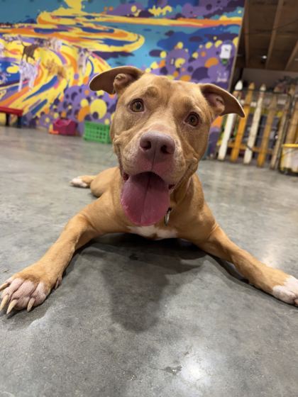 ZULA - American Pit Bull Terrier / Mix available for adoption