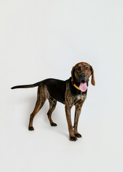 CREEK - Coonhound / Mix available for adoption