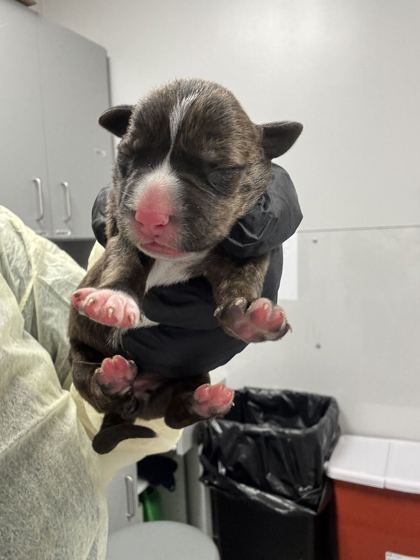 AZALEA - Mixed Breed, Medium (up to 44 lbs fully grown) / Mix available for adoption