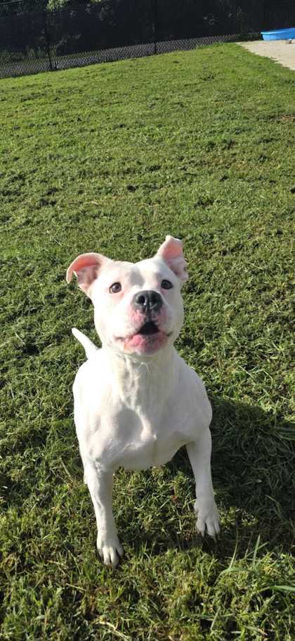DUTCHESS - Bully American  - Standard / Mix available for adoption