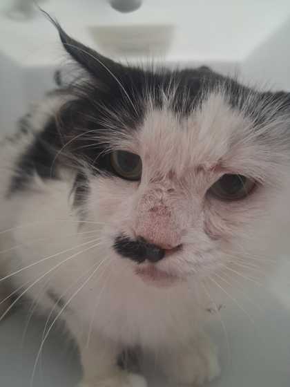 STASH - Domestic Medium Hair / Mix available for adoption