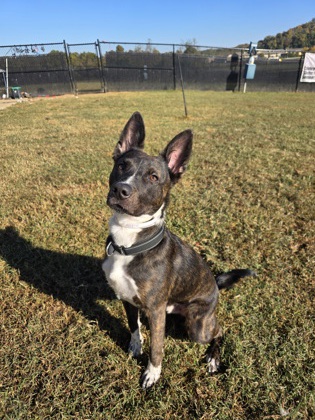 BEATLE - Shepherd / Feist available for adoption