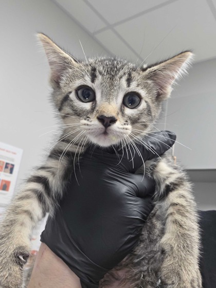 MILKYWAY BAR - Domestic Shorthair / Mix available for adoption