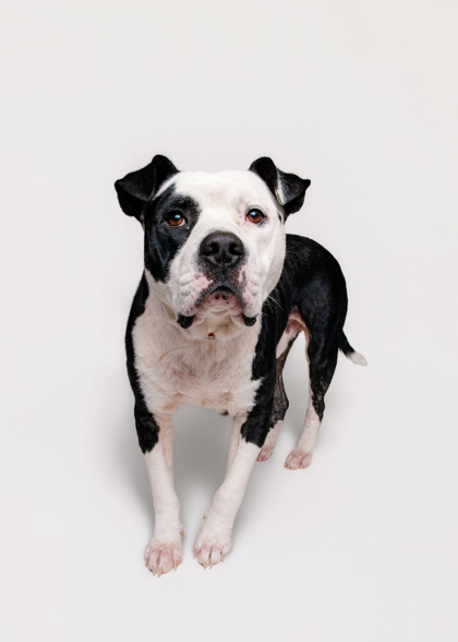 MEATLOAF - Mixed Breed, Large (over 44 lbs fully grown) / Mix available for adoption