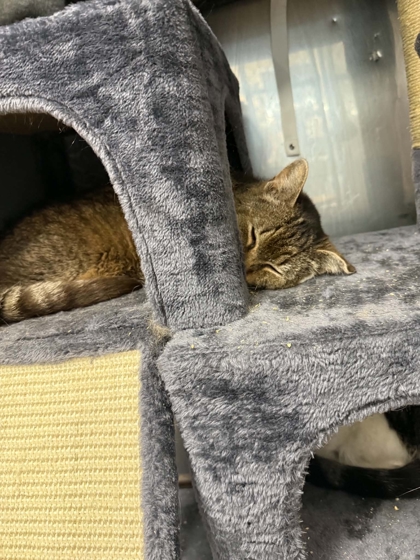 JASON - Domestic Shorthair / Mix available for adoption
