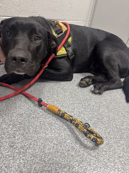 BUFFY THE VAMPIRE SLAYER - Labrador Retriever / Mix available for adoption