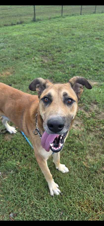 HOUSTON - Great Dane / Mix available for adoption