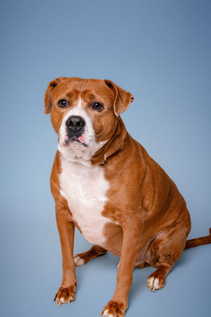 HUSTON - American Pit Bull Terrier / Mix available for adoption