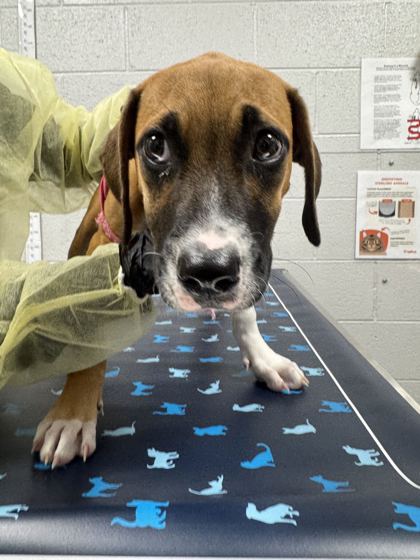 DUCKY - Boxer / Mix available for adoption