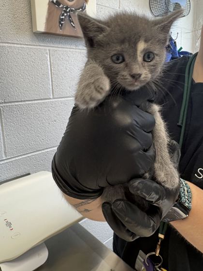 AERO - Domestic Shorthair / Mix available for adoption
