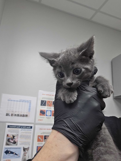 ALMOND JOY - Domestic Shorthair / Mix available for adoption