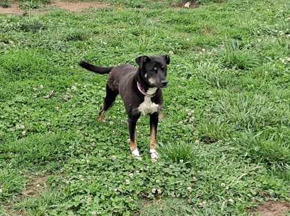 CAMMIE - Australian Cattle Dog / Mix for adoption in Knoxville