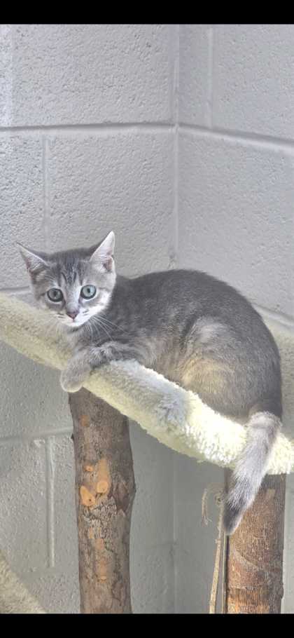 CANDICE - Domestic Shorthair / Mix available for adoption