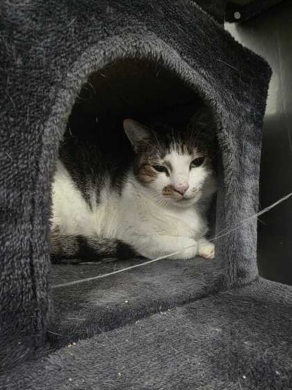 MAMA CAT - Domestic Shorthair / Mix available for adoption