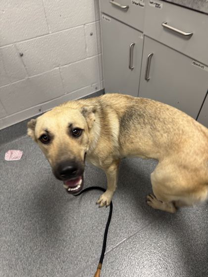 CAMELA - Mixed Breed, Medium (up to 44 lbs fully grown) / Mix available for adoption