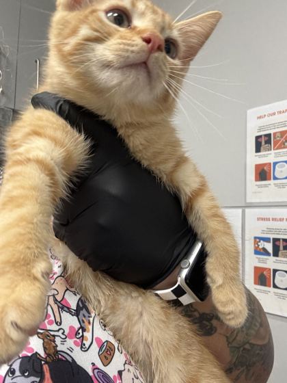 MAUI - Domestic Shorthair / Mix available for adoption