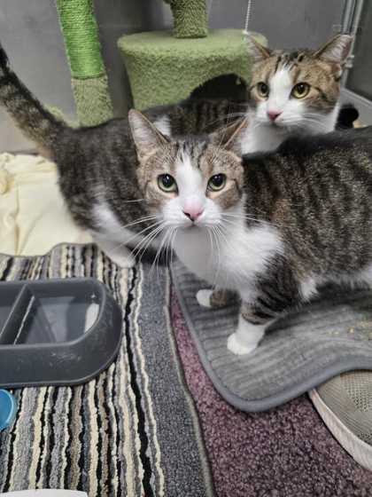 TINY TILLY - Domestic Shorthair / Mix available for adoption