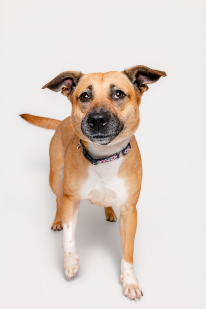 YATES - American Blue Heeler / Mix available for adoption
