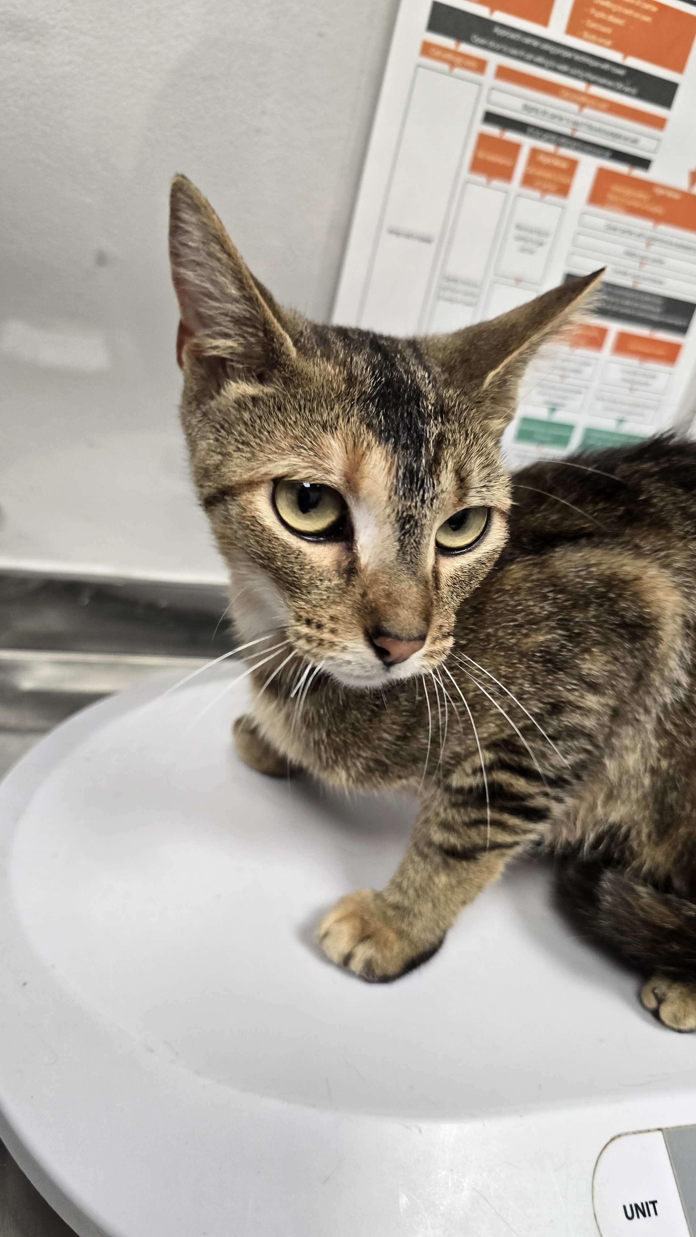 BOOTHANG - Domestic Shorthair / Mix available for adoption