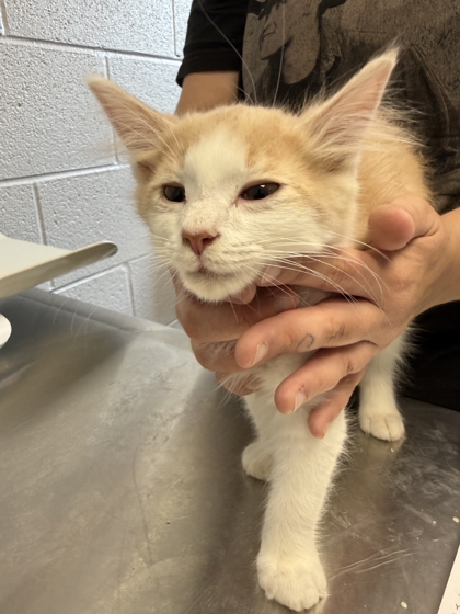 ALEX CAREY - Domestic Medium Hair / Mix available for adoption