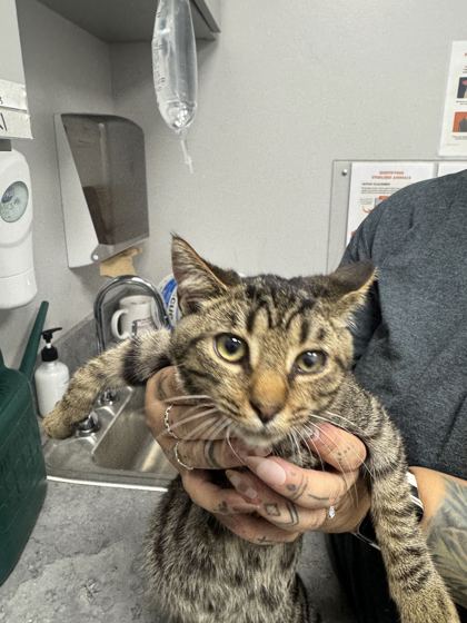 ROOK - Domestic Shorthair / Mix available for adoption