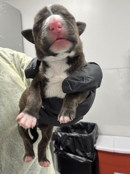 MAGNOLIA - Mixed Breed, Medium (up to 44 lbs fully grown) / Mix available for adoption