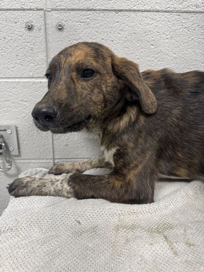 SHOCK - Coonhound / Mix available for adoption