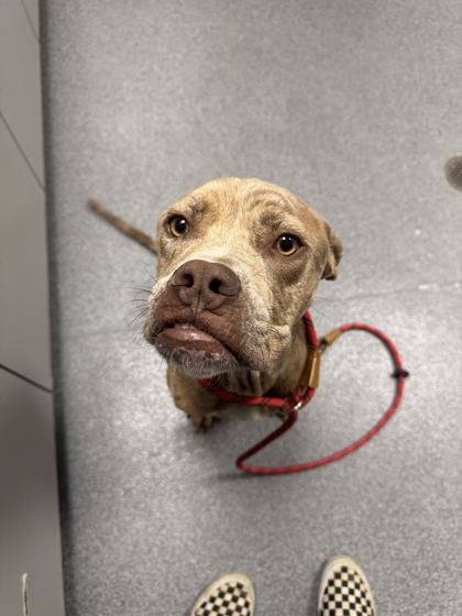 WINSTON - Mixed Breed, Large (over 44 lbs fully grown) / Mix available for adoption