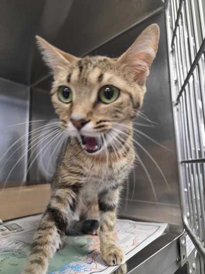 VELMA - Domestic Shorthair / Mix available for adoption