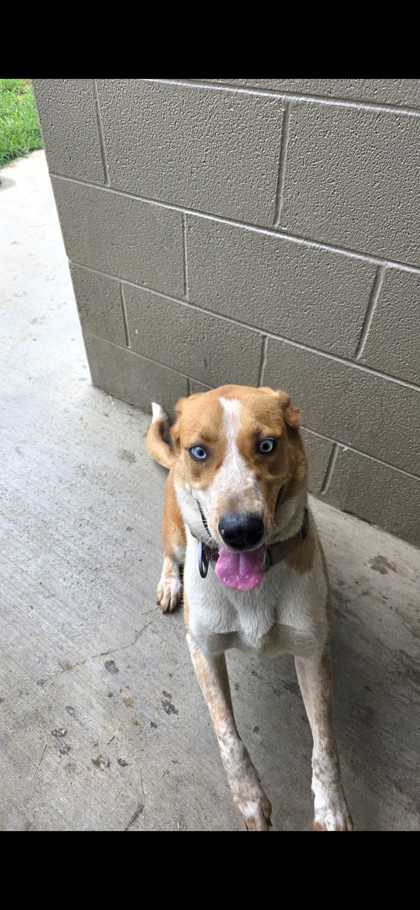 MAYLEE - Mixed Breed, Large (over 44 lbs fully grown) / Mix available for adoption