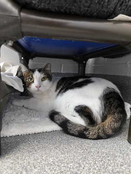 SNOWFLAKE - Domestic Shorthair / Mix available for adoption