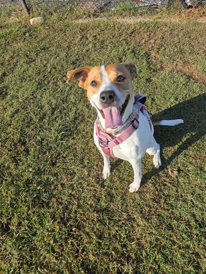 MAXINE - American Pit Bull Terrier / Mix available for adoption