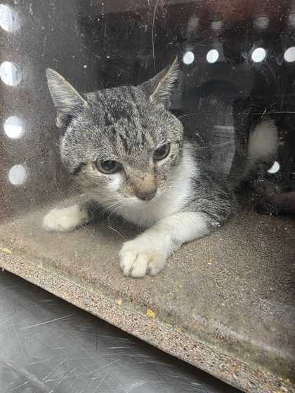 YUCA - Domestic Shorthair / Mix available for adoption