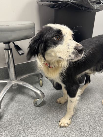 POSEY - Border Collie / Mix available for adoption