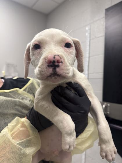 TRAVELING MAN - Mixed Breed, Medium (up to 44 lbs fully grown) / Mix available for adoption